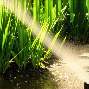 Effective Irrigation Strategies & Landscaping Tips for a Perfect Garden 2025