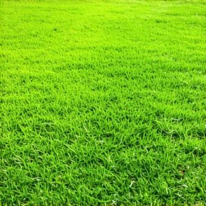 3 Sod Install Mistakes That Kill New Grass Fast in 2026