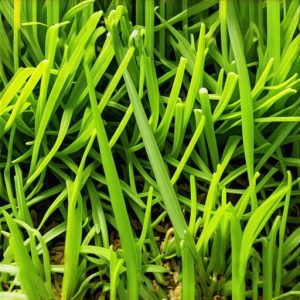 7 Hidden Lawn Pests to Kill Before Your 2026 Sod Install