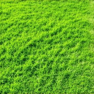 Avoid the 2026 'Yellow Patch' with This New Sod Prep Checklist