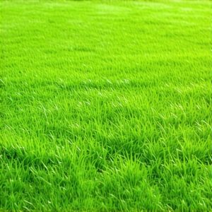 3 Culpeper VA Grass Seeding Tactics to Fix Thin Lawns [2026]