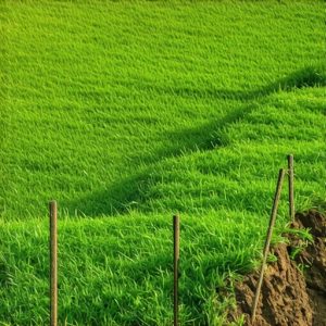 3 Staking Fixes to Keep 2026 Sod From Sliding on Slopes