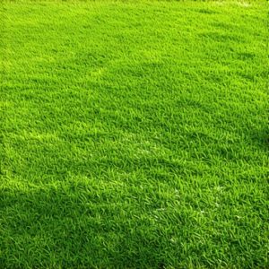 3 Warrenton VA Sod Installation Fixes to Stop 2026 Gaps