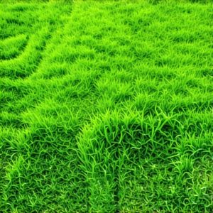 4 Grass Seeding Tactics to Fix Thin Culpeper VA Lawns in 2026