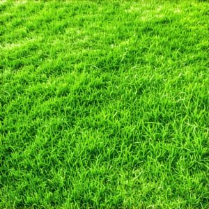 5 Mowing Mistakes Ruining Warrenton VA Lawns in 2026
