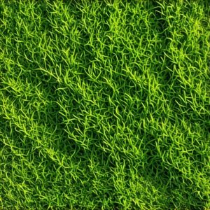 5 Thatching Mistakes Killing Your 2026 Culpeper VA Lawn Growth