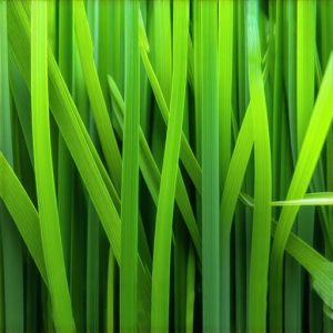 4 Nutrient Hacks to Stop 2026 Sod Browning for Good