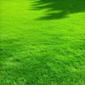 How to Fix Thin Culpeper Lawns: 3 Seeding Tactics for 2026