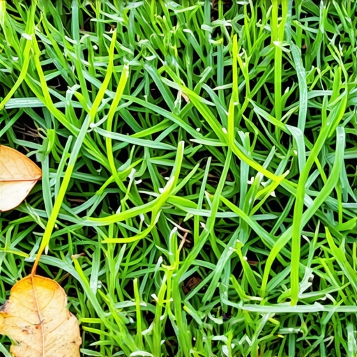 The best height to cut your grass before the first frost